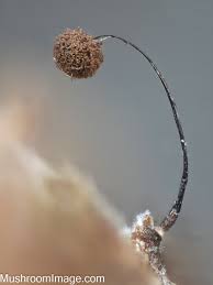 Attēlu rezultāti vaicājumam “Comatricha nigra stalked”