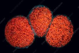 Attēlu rezultāti vaicājumam “Nostoc pruniforme cells”