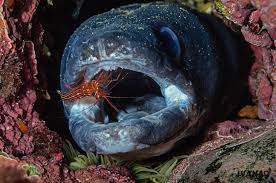 Image result for Conger conger