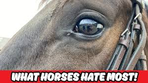 Image result for Jp-Sheffield Eventing