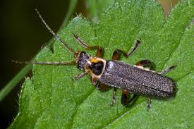 Attēlu rezultāti vaicājumam “Cantharis nigricans”