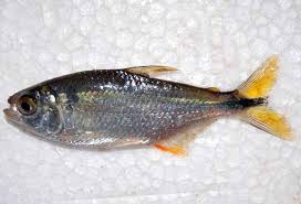 Attēlu rezultāti vaicājumam “Chara filiformis”