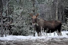 Attēlu rezultāti vaicājumam “Alces alces”