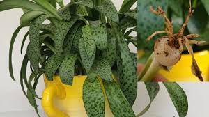 Attēlu rezultāti vaicājumam “Lycogala leopardinum sessile”