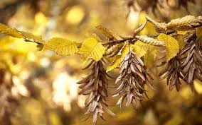 Attēlu rezultāti vaicājumam “Carpinus betulus female flower”