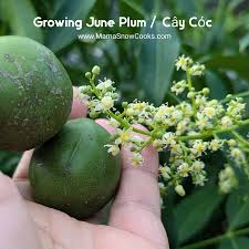 Attēlu rezultāti vaicājumam “Juncus capitatus fruit”