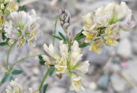 Attēlu rezultāti vaicājumam “Medicago x varia  leaf”