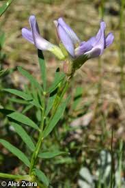 Attēlu rezultāti vaicājumam “Astragalus arenarius leaf”