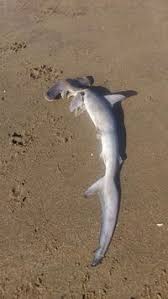 Image result for Sphyrna zygaena