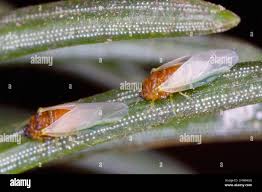 Attēlu rezultāti vaicājumam “Sacchiphantes abietis”