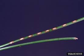 Attēlu rezultāti vaicājumam “Neodiprion sertifer”