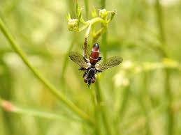 Attēlu rezultāti vaicājumam “Cylindromyia sp.”