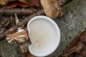 Attēlu rezultāti vaicājumam “Piptoporus betulinus”