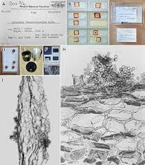 Attēlu rezultāti vaicājumam “Lycogala sp.”