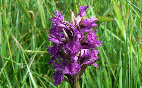 Attēlu rezultāti vaicājumam “Dactylorhiza cruenta”