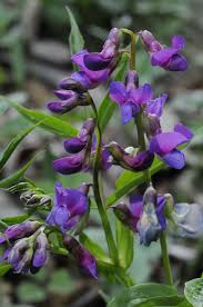 Attēlu rezultāti vaicājumam “Lathyrus vernus”