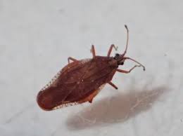 Attēlu rezultāti vaicājumam “Physatocheila smreczynskii”