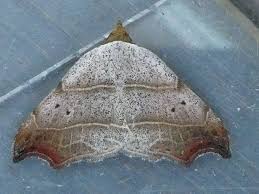 Attēlu rezultāti vaicājumam “Laspeyria flexula”