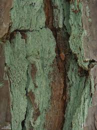 Attēlu rezultāti vaicājumam “Lepraria”