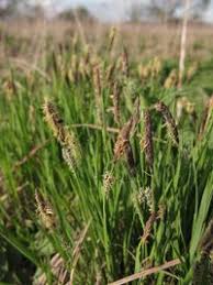 Attēlu rezultāti vaicājumam “Carex cespitosa”