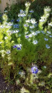 Image result for Nigella damascena