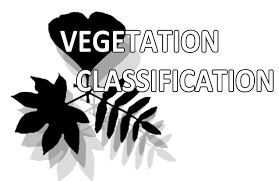 Attēlu rezultāti vaicājumam “Calliergon megalophyllum”