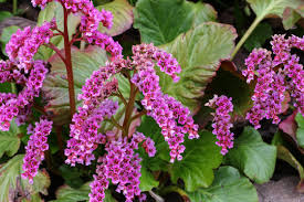 Image result for Bergenie