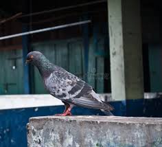 Attēlu rezultāti vaicājumam “Columba livia f. domestica”