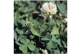 Attēlu rezultāti vaicājumam “Trifolium repens fruit”