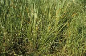 Attēlu rezultāti vaicājumam “Comatricha alta stalked”