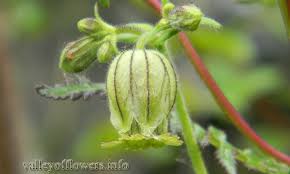 Attēlu rezultāti vaicājumam “Silene tatarica bud”