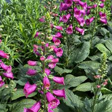 Attēlu rezultāti vaicājumam “Digitalis purpurea”
