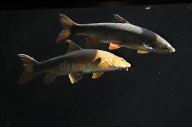 Image result for Chondrostoma nasus