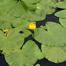 Attēlu rezultāti vaicājumam “Nuphar lutea leaf”