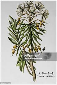 Attēlu rezultāti vaicājumam “Ledum palustre leaf”