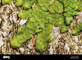 Attēlu rezultāti vaicājumam “Radula complanata sporophyte”