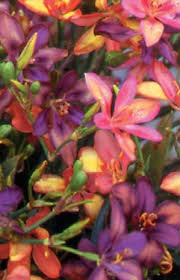 Image result for Pardancanda norrisii