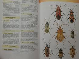 Attēlu rezultāti vaicājumam “Corizus hyoscyami imago”