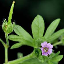 Attēlu rezultāti vaicājumam “Geranium pusillum leaf”