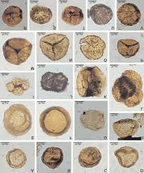 Attēlu rezultāti vaicājumam “Symphytocarpus trechisporus spores”