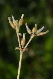 Attēlu rezultāti vaicājumam “Cerastium sylvaticum”