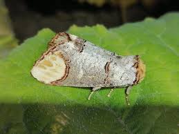 Attēlu rezultāti vaicājumam “Phalera bucephala imago”