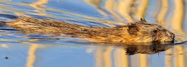 Attēlu rezultāti vaicājumam “Ondatra zibethicus”