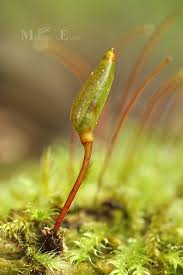 Attēlu rezultāti vaicājumam “Buxbaumia viridis”