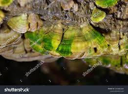 Attēlu rezultāti vaicājumam “Cerrena unicolor”