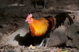 Attēlu rezultāti vaicājumam “Gallus male”