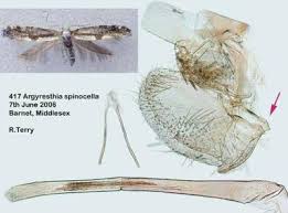 Attēlu rezultāti vaicājumam “Argyresthiidae”