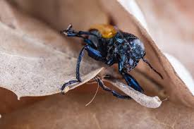 Attēlu rezultāti vaicājumam “Alleculidae”