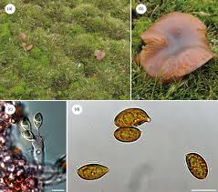 Attēlu rezultāti vaicājumam “Galerina marginata”