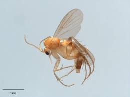 Attēlu rezultāti vaicājumam “Mycetophilidae”